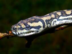 Image of Carpet Pythons