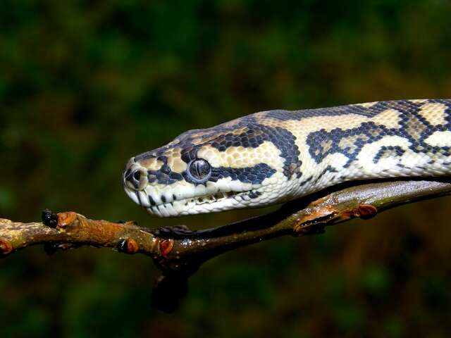 Image of Carpet Pythons