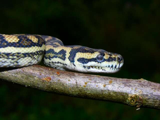 Image of Carpet Pythons