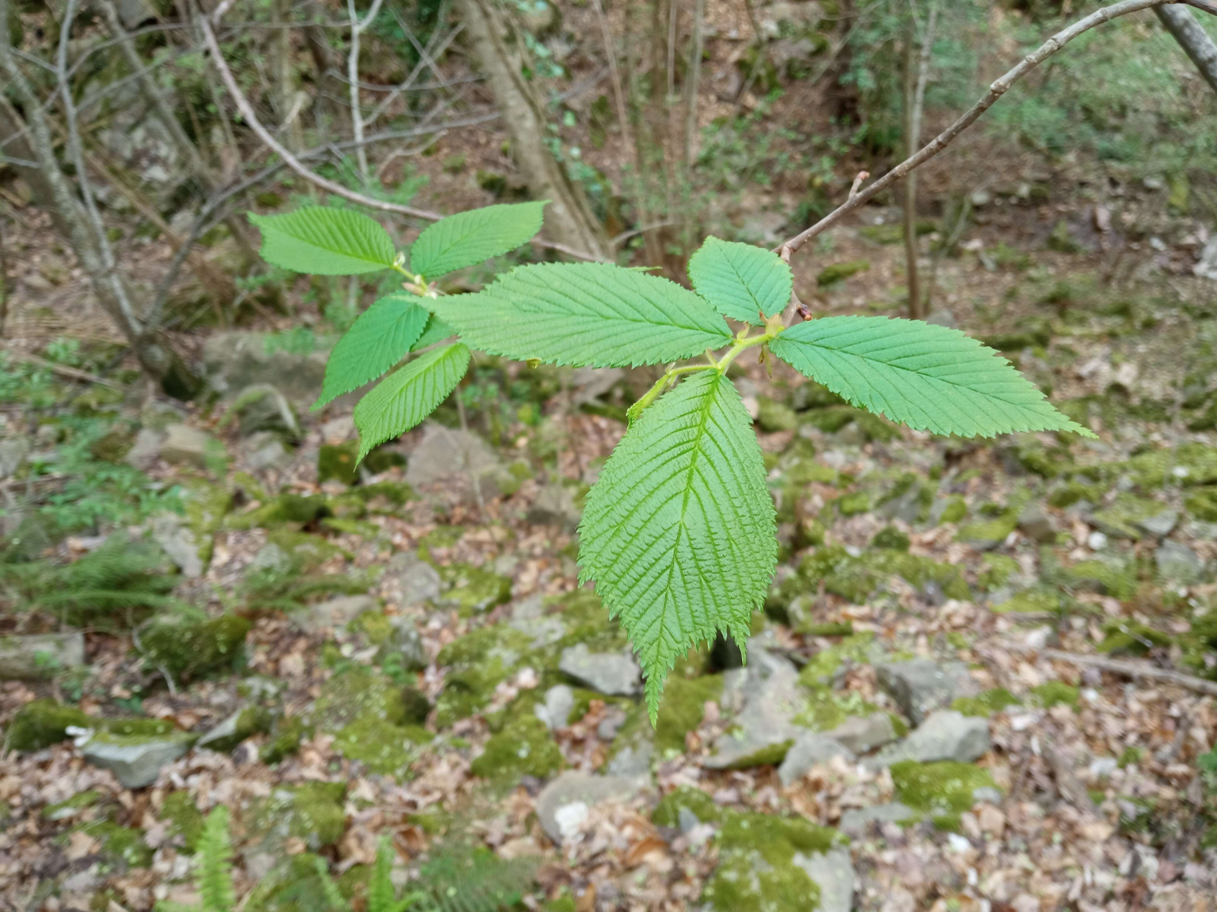 Image of Wych elm