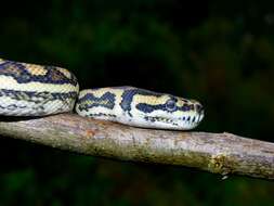 Image of Carpet Pythons