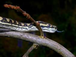 Image of Carpet Pythons