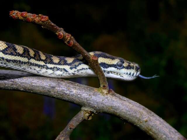 Image of Carpet Pythons