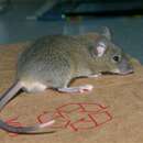 Image of house mouse