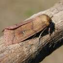 Image of Double line moth