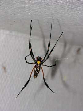 Image of orb weavers