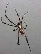 Image of orb weavers