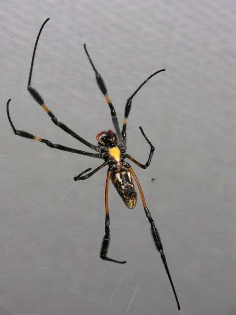 Image of orb weavers