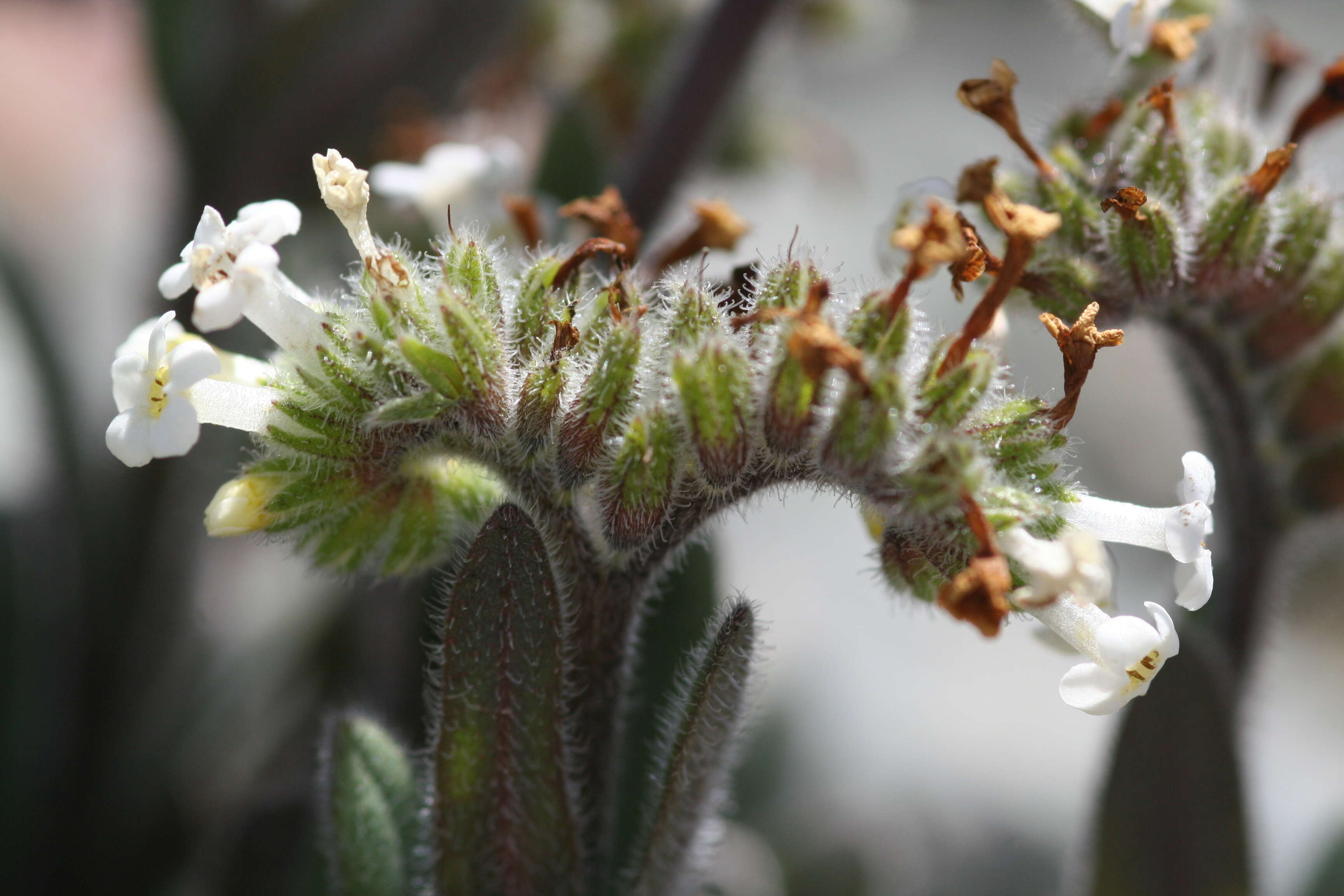 Image de Myosotis traversii Hook. fil.