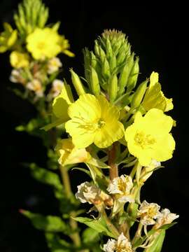 Image of evening primrose