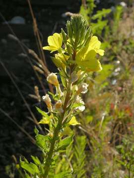 Image of evening primrose