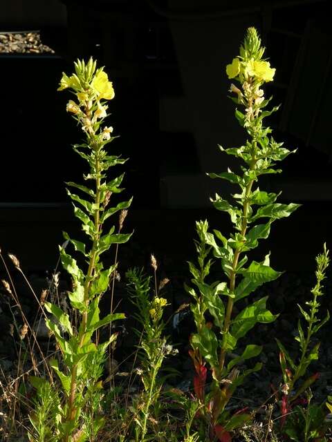 Image of evening primrose