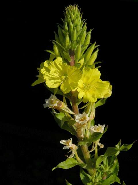 Image of evening primrose