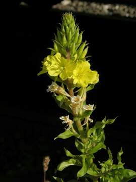 Image of evening primrose