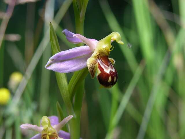 Image of Bee orchid