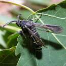 Image of Dusky clearwing