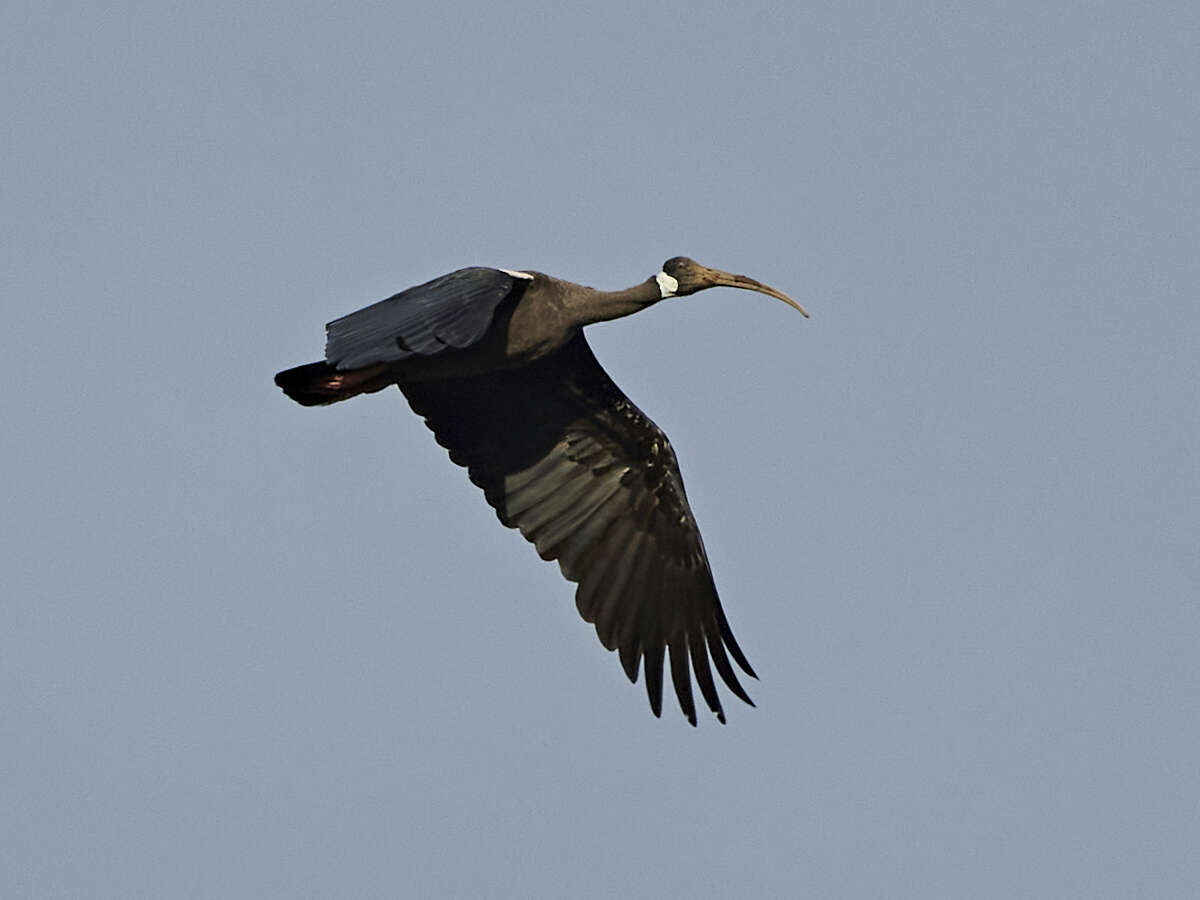 Image of Black Ibis