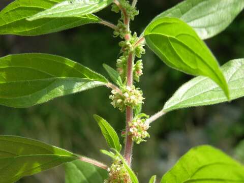 Image of pellitory