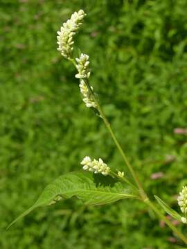 Image of Persicaria lapathifolia subsp. pallida (With.) S. Ekman & T. Knutsson