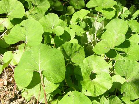 Image of Winter heliotrope