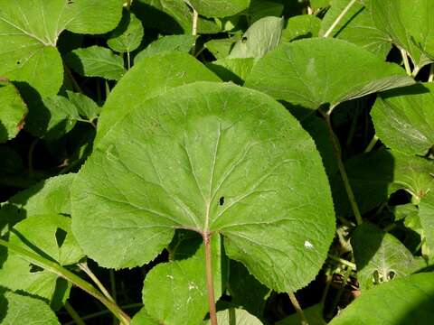 Image of Winter heliotrope