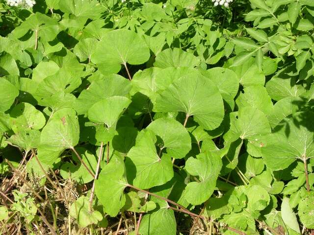 Plancia ëd Petasites pyrenaicus (L.) G. López González