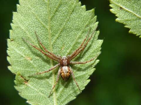 Image of Philodromus