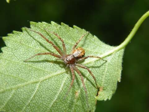 Image of Philodromus