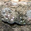 Слика од Phlyctaenia coronata Hüfnagel 1767