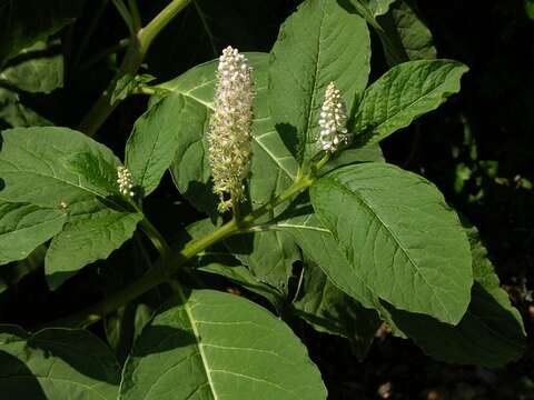 Image of pokeweed