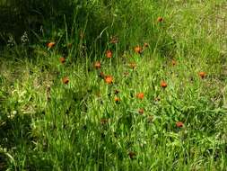 Image of orange hawkweed