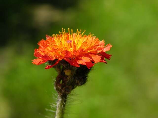 Pilosella aurantiaca subsp. aurantiaca的圖片