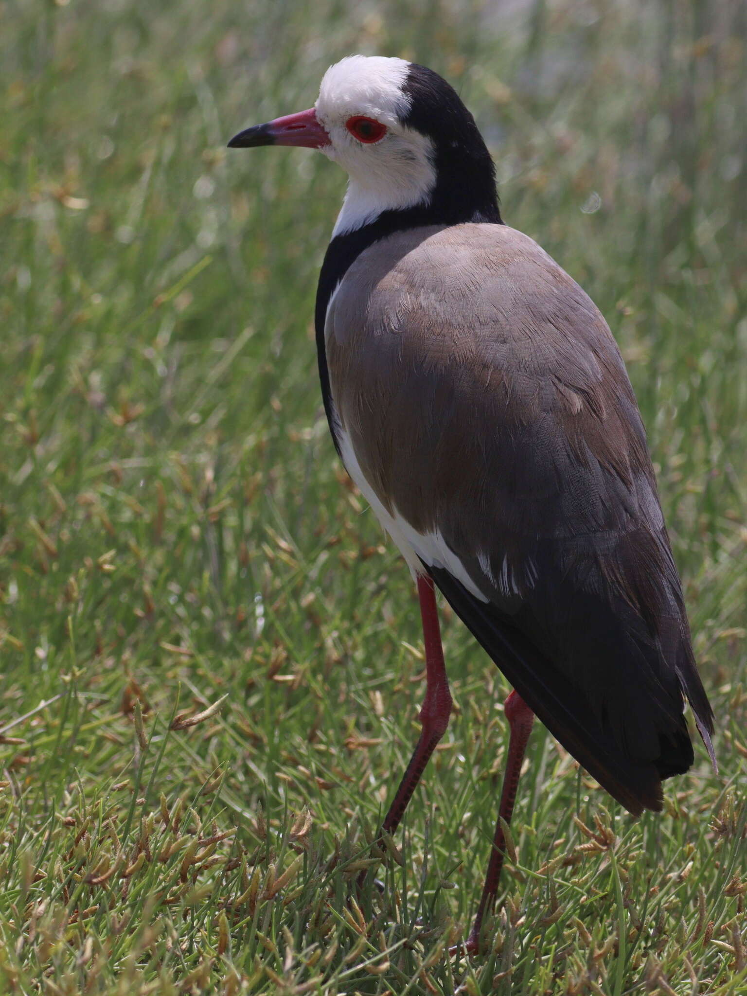 Image of Long-toed Lapwing