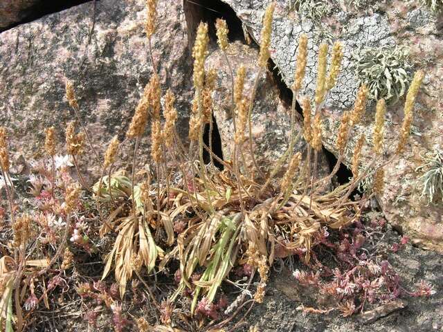 Image of plantain