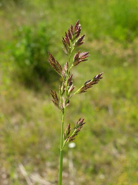 Image of Meadow Grasses