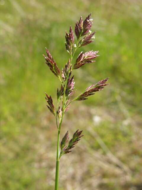 Image of Meadow Grasses