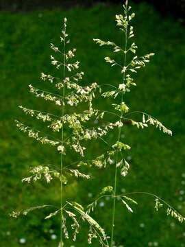 Image of rough bluegrass