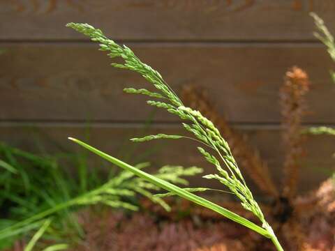 Image of rough bluegrass