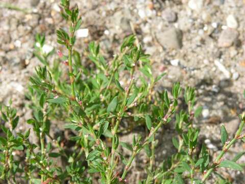 Polygonum arenastrum Boreau resmi