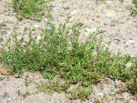 Image of oval-leaf knotweed