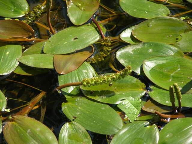 Image of pondweed