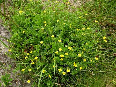 Image of cinquefoil