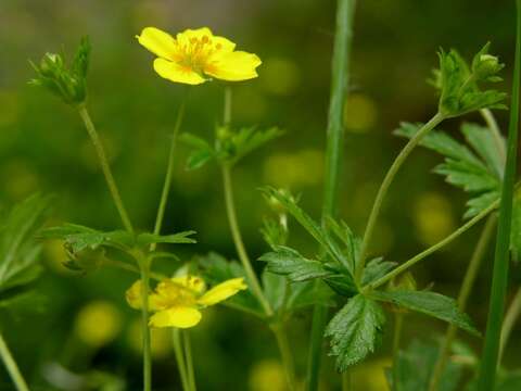 Image of cinquefoil