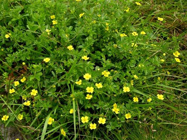 Image of cinquefoil