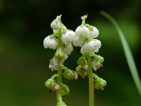 Image of Wintergreen