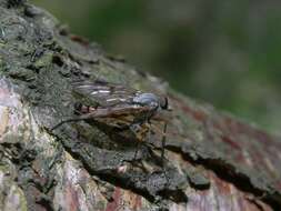 Image of snipe flies