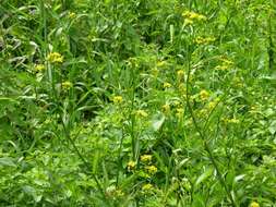 Image of yellowcress