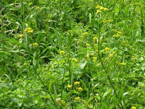 Image of yellowcress