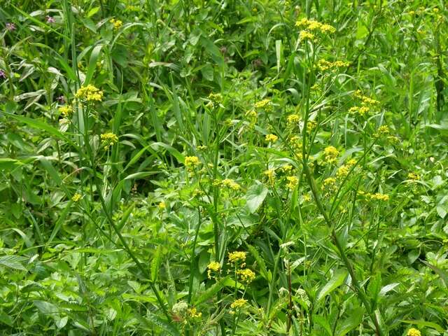 Image of yellowcress