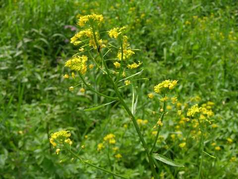 Image of yellowcress